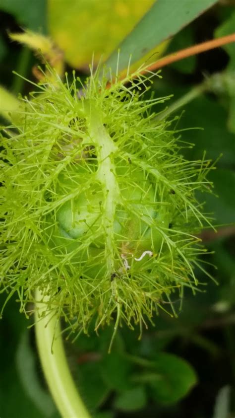 Tumbuhan ini tumbuh liar dan subur di negara tropika termasuk malaysia. Warisan Petani: Pokok Letup-letup.