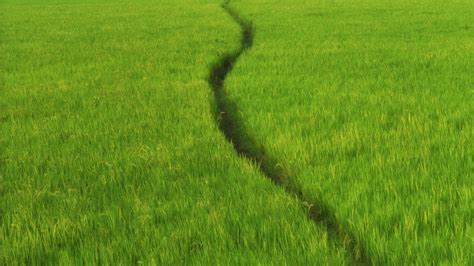 Gambar Rawa Menanam Bidang Halaman Rumput Padang Rumput Hijau