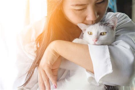 Is It Ok To Kiss Your Cat Great Articles