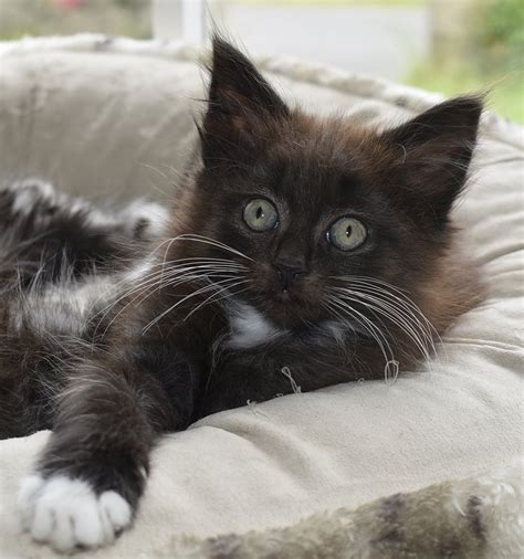 25 Norwegian Forest Cat For Sale Furry Kittens