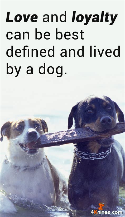 Love And Loyalty Are Best Defined And Lived By A Dog Dog Quotes Love