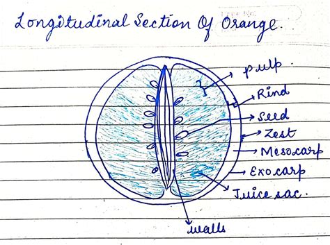 Draw A Well Labelled Diagram Of Longitudinal Section Vrogue Co