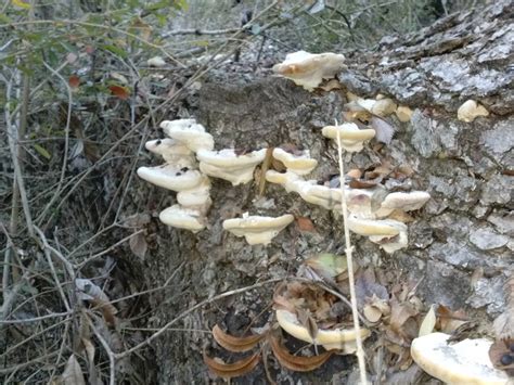 Official Texas Mushroom Hunting Thread 2014 Mushroom