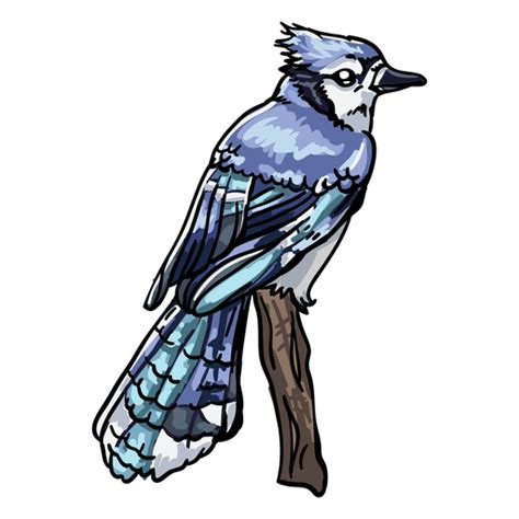 Blue Jay Png Picture Png Mart
