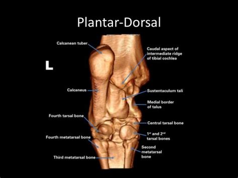 Tarsal Anatomy Of The Horse