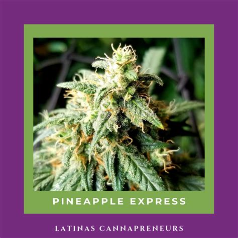 Traducir capaz significado capaz traducción de capaz sinónimos información sobre capaz en el diccionario y enciclopedia en línea gratuito. Cepa: Pineapple Express