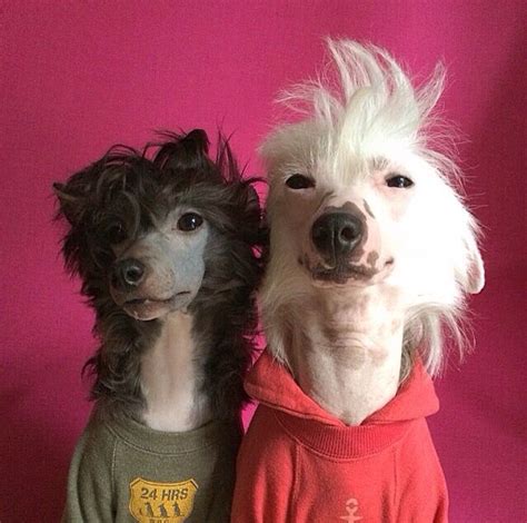 Check spelling or type a new query. Pin by Maggie ☮ ☾ on Plants+Animals | Dogs, Chinese ...