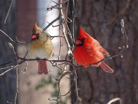 Northern Cardinal Pair Walking On A Country Road