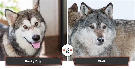 My biggest job was keeping him safe from himself. Dogs That Look Like Wolves | 21 Wolf Lookalike Dog Breeds ...