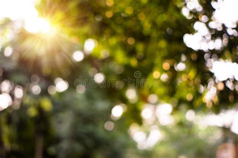 Bokeh Leaf With Sunlight Stock Image Image Of Abstract 52822215