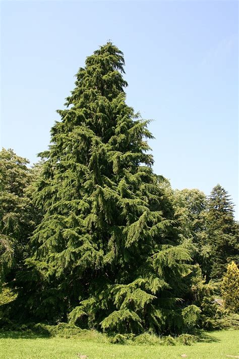 Western Hemlock Tree Facts Identification Distribution Pictures