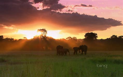 Herd Of Elephants Masai Mara National Reserve Kenya Hd Wallpapers