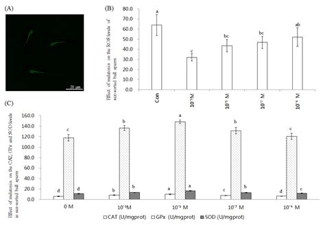 ijms free full text melatonin improves the fertilization capacity of sex sorted bull sperm