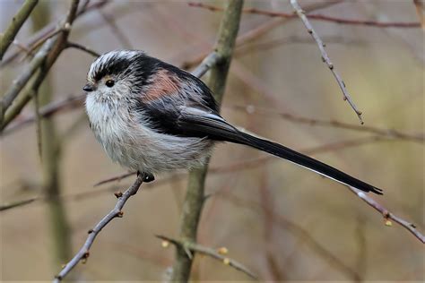 Long Tailed Tit By Peter Miles Birdguides