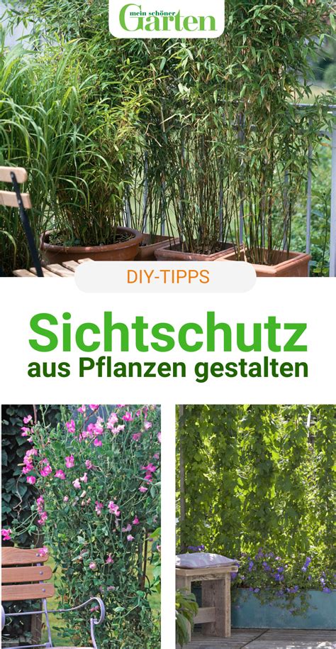 Zur schönsten pflanzzeit im herbst 2021 jetzt schon informieren und günstige gartenpflanzen in top qualität kaufen ! Pin auf Garten und Pflanzen