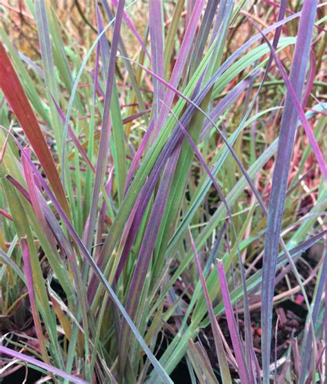 Our 2018 plant of the year, 'standing ovation' was selected for its strong upright growth habit, blue summer foliage, and outstanding botanical name. Schizachyrium scoparium 'Standing Ovation' at Digging Dog ...