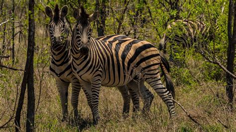 Im rahmen einer safari in südafrika haben sie die möglichkeit, die großen tiere der savannen in ihrem natürlichen lebensraum zu beobachten. SAFARI IN SÜDAFRIKA - ZEBRAS Foto & Bild | world, november ...