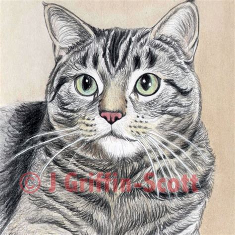 With just a few simple to follow steps well other animals too, but cats. How to Draw a Cat in Colored Pencil