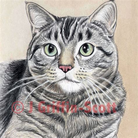 In this pastel lesson, we'll take a look at drawing a cat. How to Draw a Cat in Colored Pencil