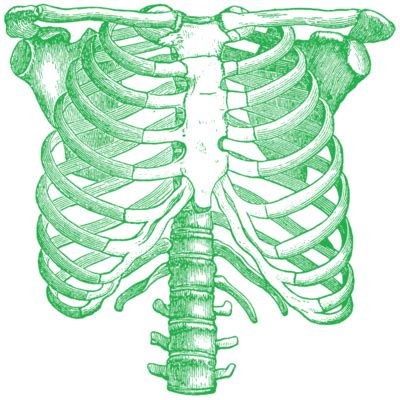 Rib Cage PNG PNG All