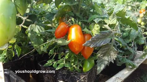 Growing Heirloom Tomatoes In Pots Heirloom Tomatoes Growing Tips For