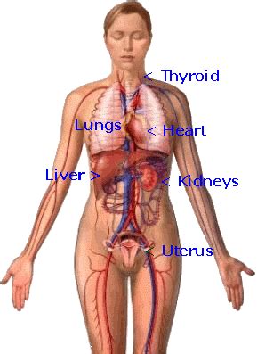 In the human body, there are five vital organs that people need to stay alive. location of heart and bones | ... System, Pictures Of ...