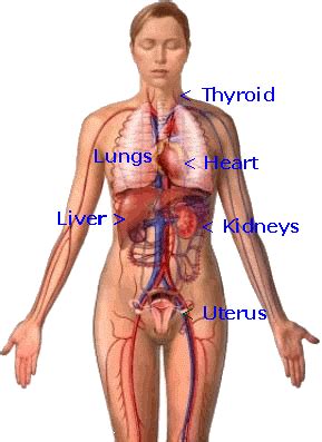 It is widely believed that there are 100 organs; location of heart and bones | ... System, Pictures Of ...