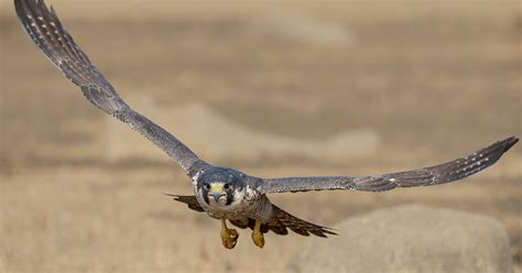 Peregrine Falcon Falco Peregrinus Us Fish And Wildlife Service