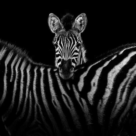 8 Black And White Animal Portraits That Will Blow Your Mind