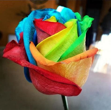 Unbelievable Rare 100 Rainbow Rose Seeds Zenheavens