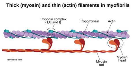 Myosin Actin Diagram