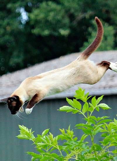 How Do Cats Jump So High And How To Stop