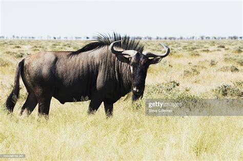 Male Blue Wildebeest High Res Stock Photo Getty Images