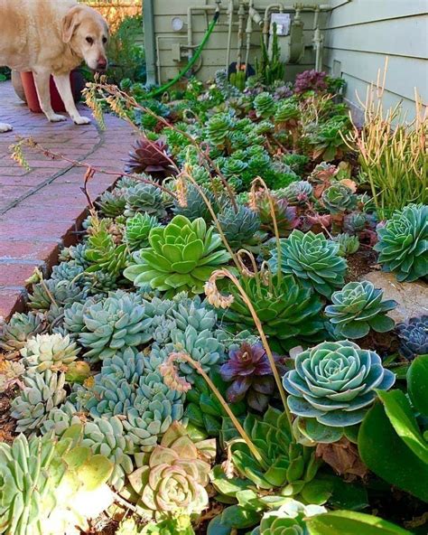 Incredible Succulent Garden Ideas Outdoor 2022