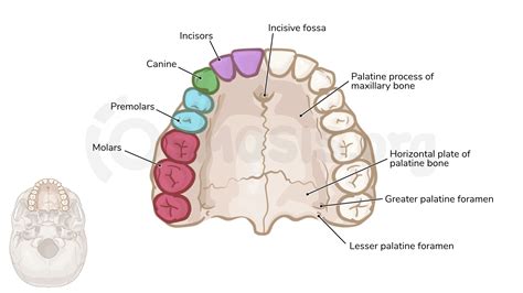 Anatomy Of The Oral Cavity Osmosis