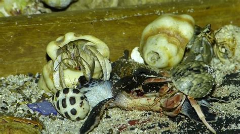 Crabs Feast On Live Baby Sea Turtles Eyes Youtube