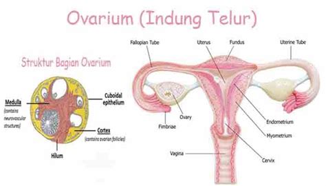 Pengertian Ovarium Struktur Dan Bagian Serta Fungsi Ovarium Indung Telur Pada Wanita Lengkap