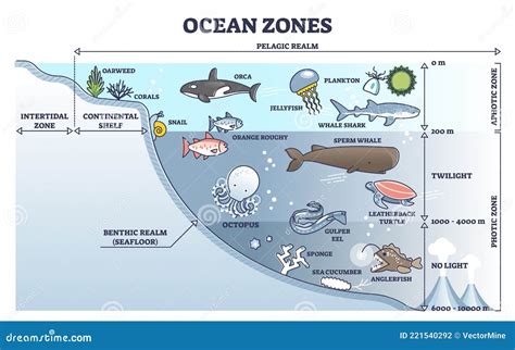 Ocean Zones Division With Depth Or Light Penetration In Water Outline