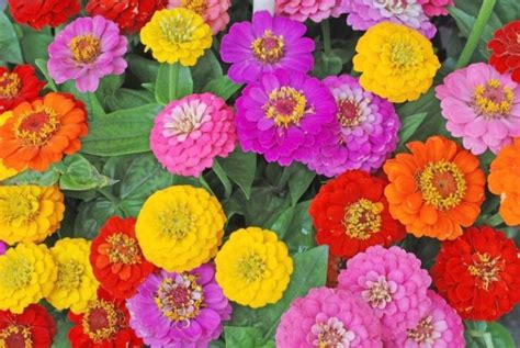 17 Full Sun Annuals That Bloom All Summer Garden Lovers