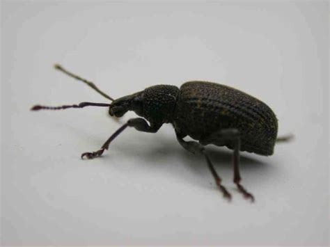 Kleine insekten sind in fast jeder wohnung, auch am saubersten und saubersten. Artenschutz, Insekten, Übersicht