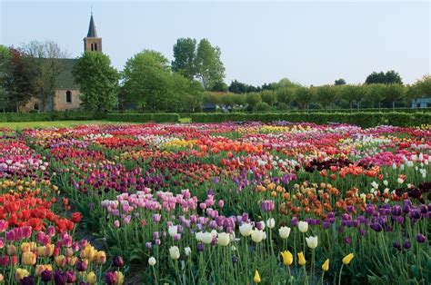 Tulips bloom best when planted in the autumn months before the first frost, typically around october or november. Miscellany room 5 - Butterflies and Wheels