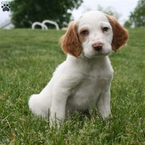 Advice from breed experts to make a safe choice. Rusty - English Setter Puppy For Sale in Pennsylvania