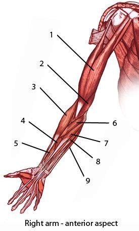 It contains both an anterior and. muscles of the upper limb, front or anterior view | Muscle ...