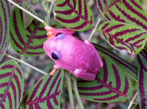 Pink Agalychnis Callidryas Page 2 Funny Frogs Fish Pet Tree Frogs