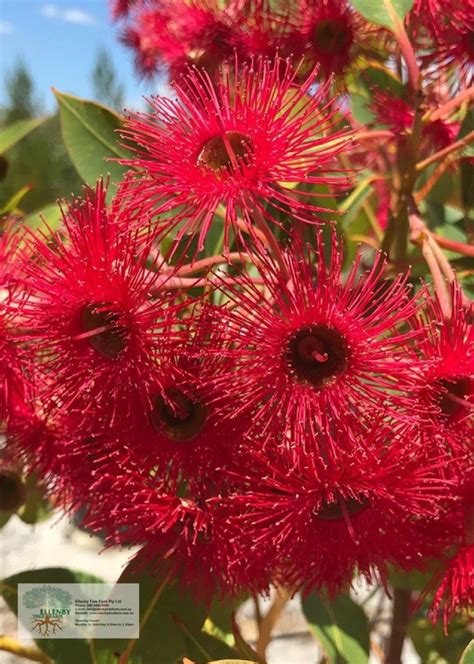 Corymbia Ficifolia Grafted Gin Gin Red Flowering Gum
