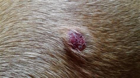 Lump Behind Left Shoulder Blade Page 2 Boxer Breed Dog Forums