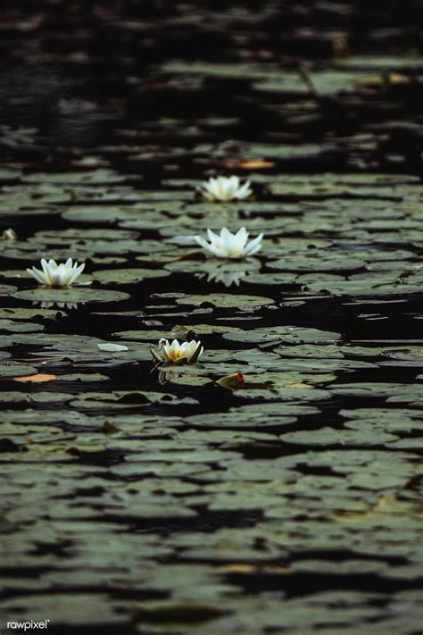 Download Premium Image Of White Water Lilies In A Lake 1230527 Water
