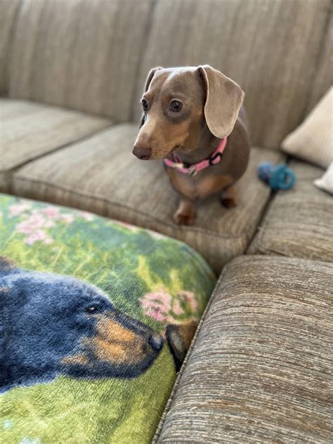 My Dixie Girl Rdog