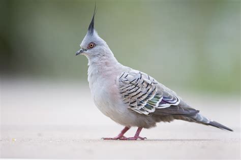 Crested Pigeon Wikiwand