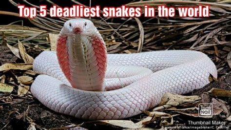 Top 5 Deadliest Snakes In The World Youtube